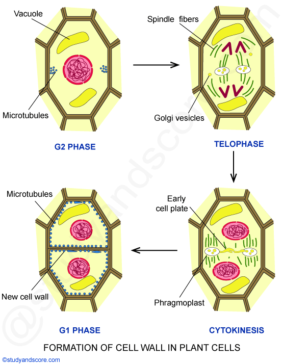 formation of cell wall, g2 phase, telophase, g1 phase, cytokinesis, phragmoplast, vacuole, spindle fibers, microtubules